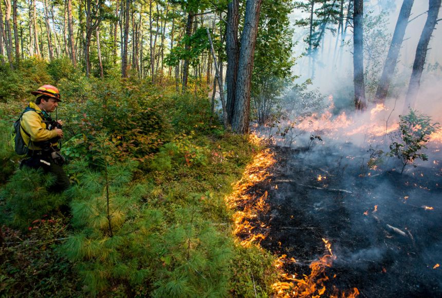 A controlled prescribed burn in the South Georgia pine woods