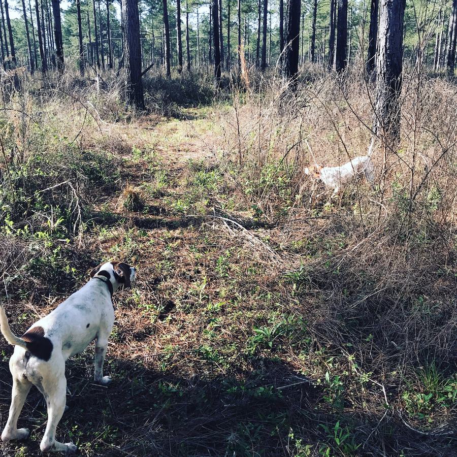 Bird dogs working through wiregrass in an open pine stand in the woods of Lowndes County