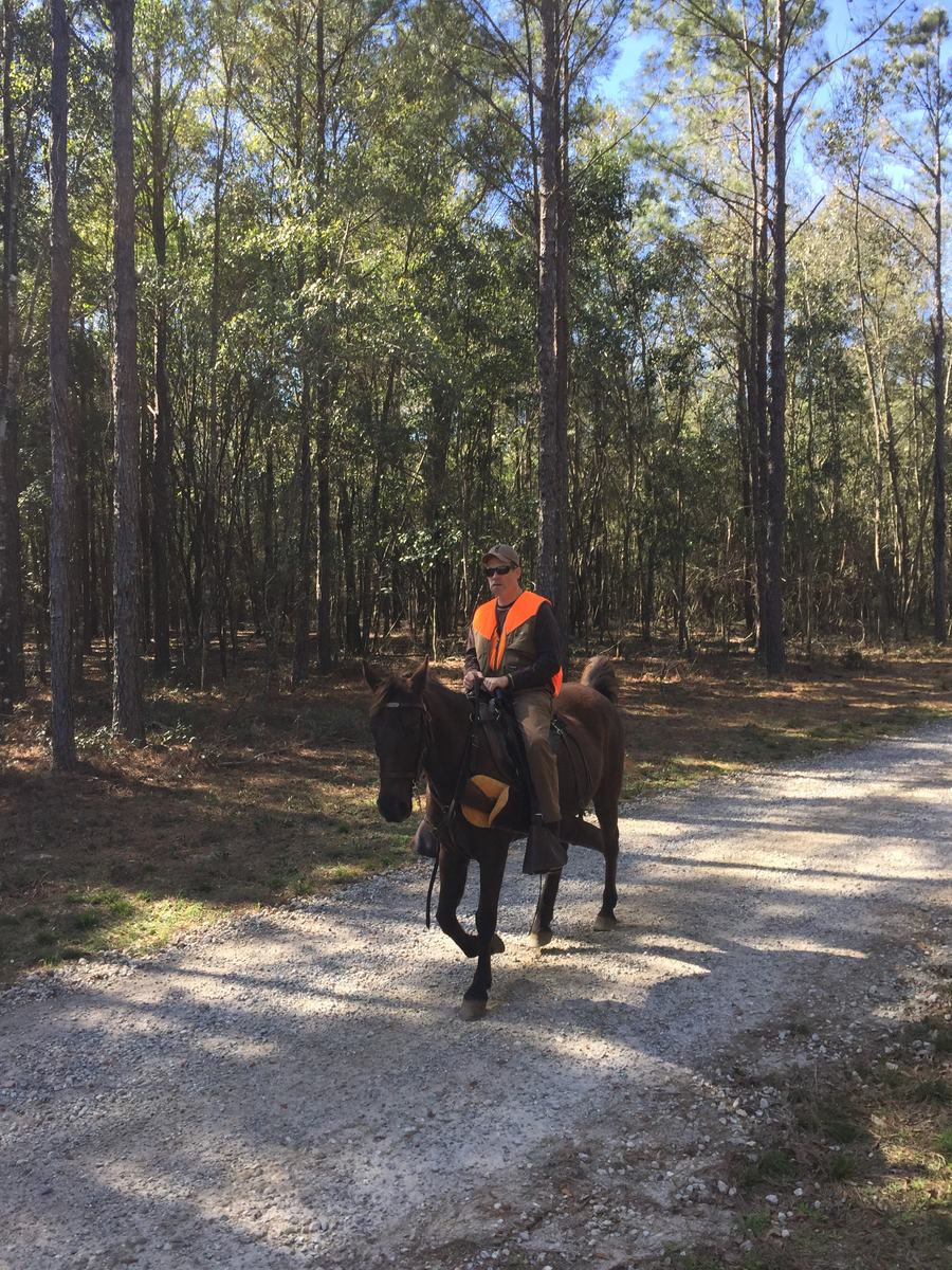 A rider in blaze orange on horseback on a forest road in the woods of Lowndes County
