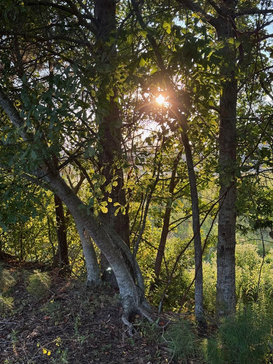 Evening sun through hardwood leaves in the woods of Lowndes County
