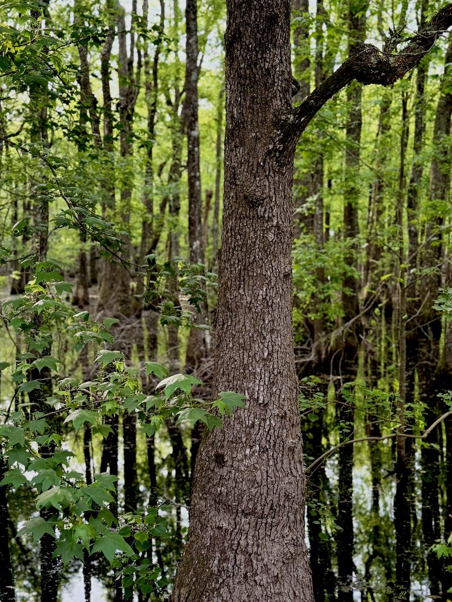 Spring high water standing in a green bottomland swamp in the woods of Lowndes County