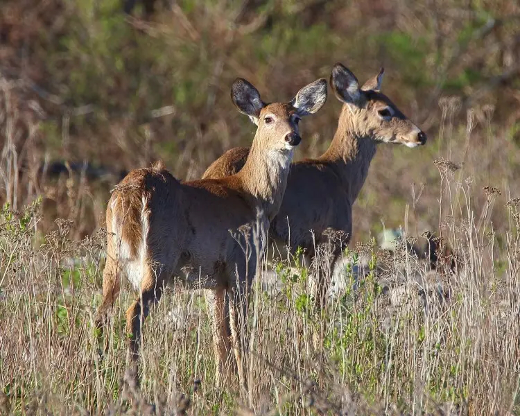 White-tailed deer standing in a South Georgia field at dusk