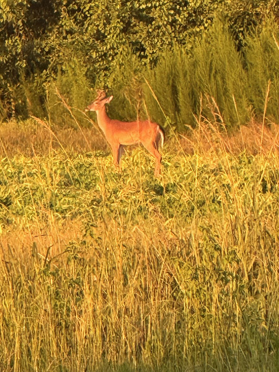 A whitetail doe standing in tall grass at the tree line in the golden light of a South Georgia morning